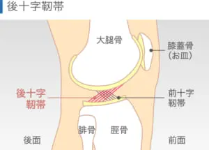 膝裏が痛むのですが どんな病気が考えられますか 札幌ひざ関節症クリニック 公式